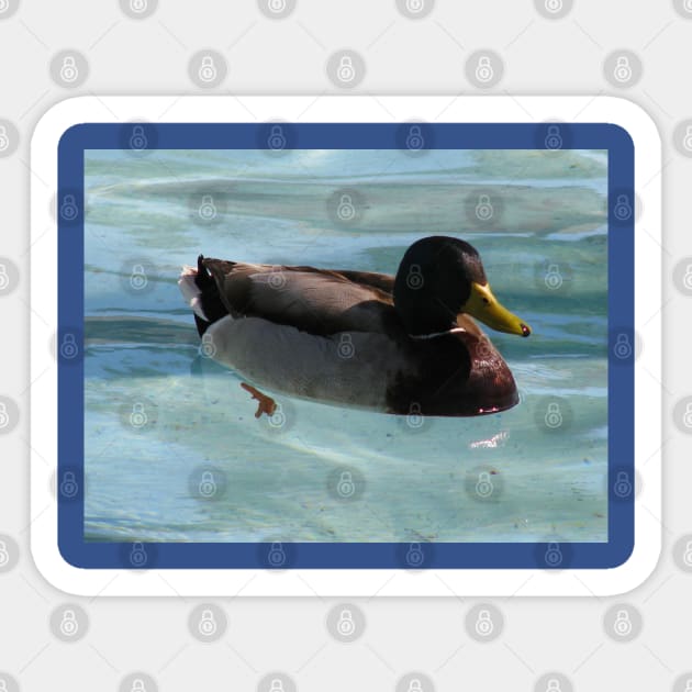 Like a duck in water Sticker by FriendlyComputerHelp